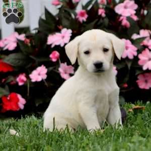 Alisha, Yellow Labrador Retriever Puppy