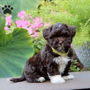 Alisha, Havanese Puppy