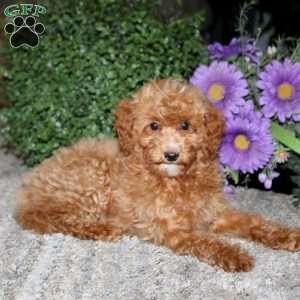 Alisha, Bich-Poo Puppy