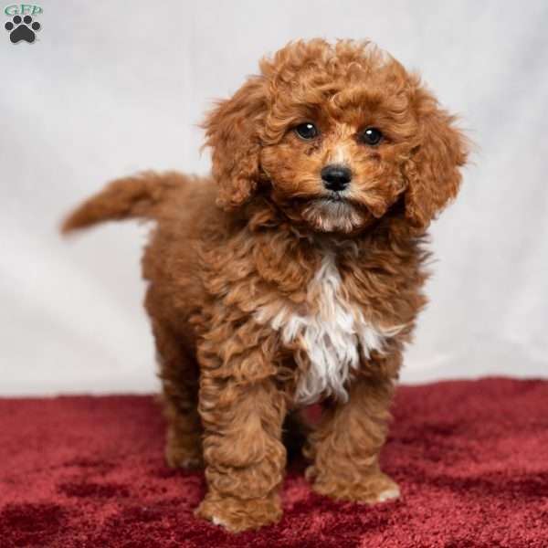 Allen, Cavapoo Puppy