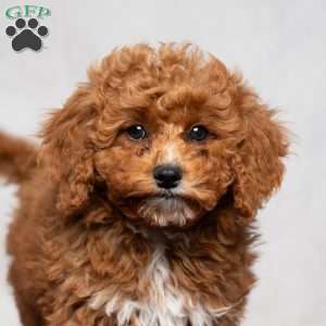 Allen, Cavapoo Puppy