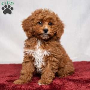 Allen, Cavapoo Puppy