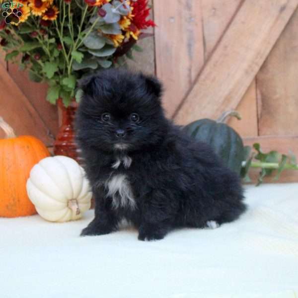 Allen, Pomeranian Puppy