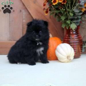Allen, Pomeranian Puppy