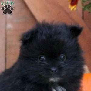 Allen, Pomeranian Puppy