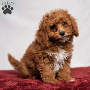 Allen, Cavapoo Puppy