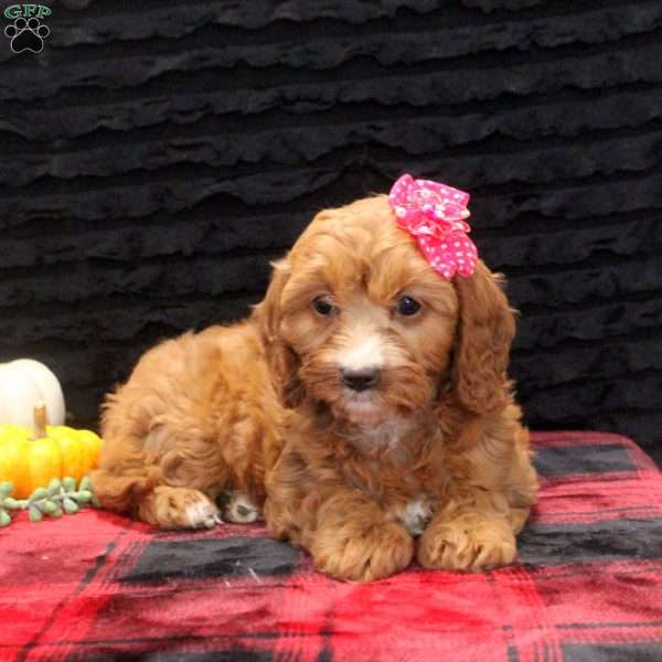 Allie, Cavapoo Puppy