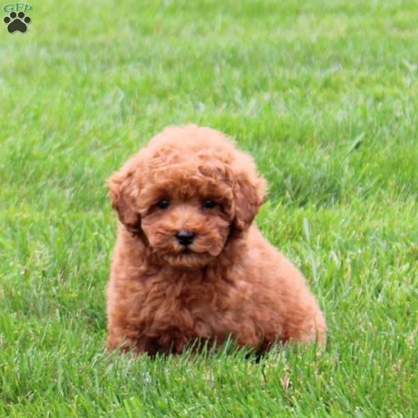 Allie, Miniature Poodle Puppy