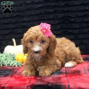 Allie, Cavapoo Puppy