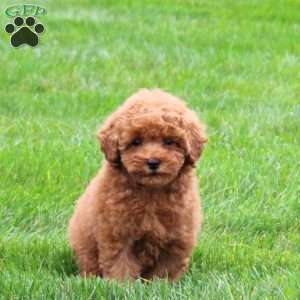 Allie, Miniature Poodle Puppy