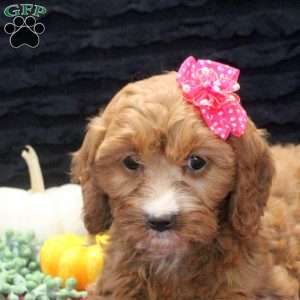 Allie, Cavapoo Puppy