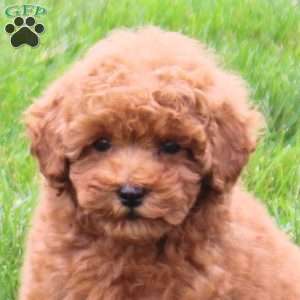 Allie, Miniature Poodle Puppy