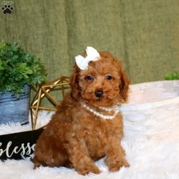 Allison, Toy Poodle Puppy