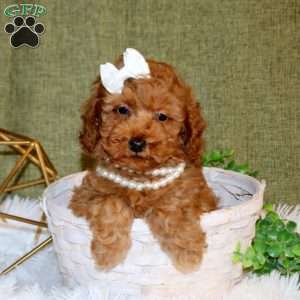 Allison, Toy Poodle Puppy