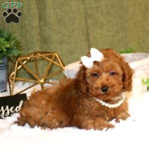 Allison, Toy Poodle Puppy