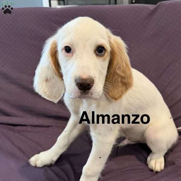 Almanzo, English Setter Puppy