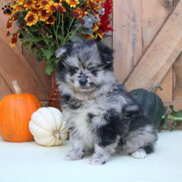 Amanda, Pomeranian Puppy