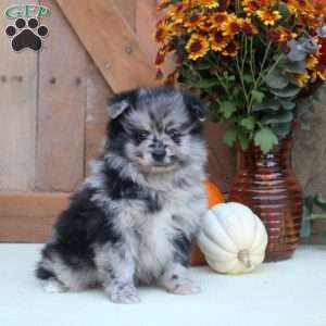 Amanda, Pomeranian Puppy