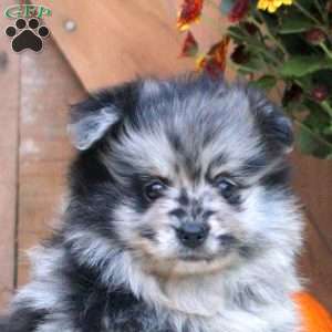 Amanda, Pomeranian Puppy
