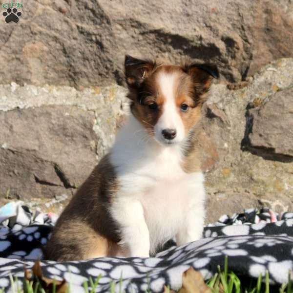 Amara, Sheltie Puppy