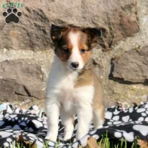 Amara, Sheltie Puppy