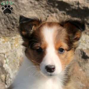 Amara, Sheltie Puppy