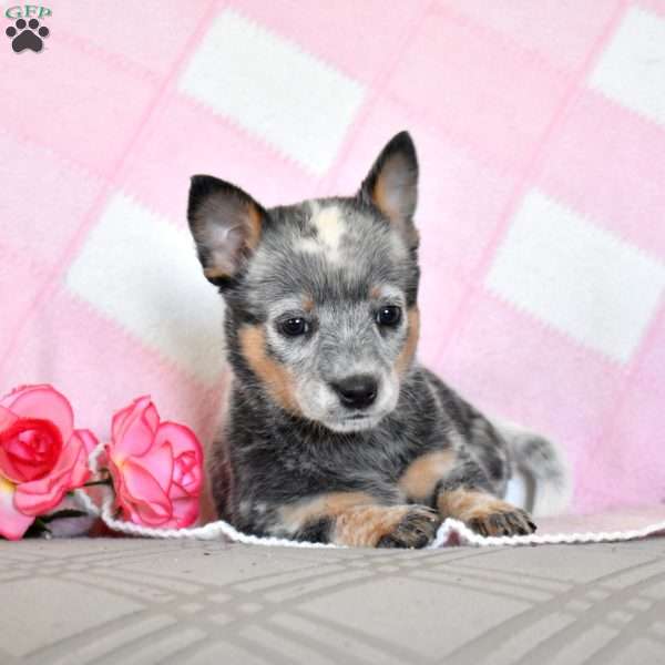Amber, Blue Heeler – Australian Cattle Dog Puppy