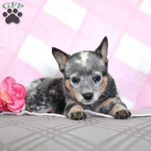 Amber, Blue Heeler – Australian Cattle Dog Puppy