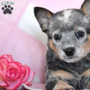 Amber, Blue Heeler – Australian Cattle Dog Puppy