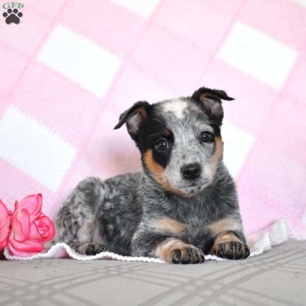 Amelia, Blue Heeler – Australian Cattle Dog Puppy