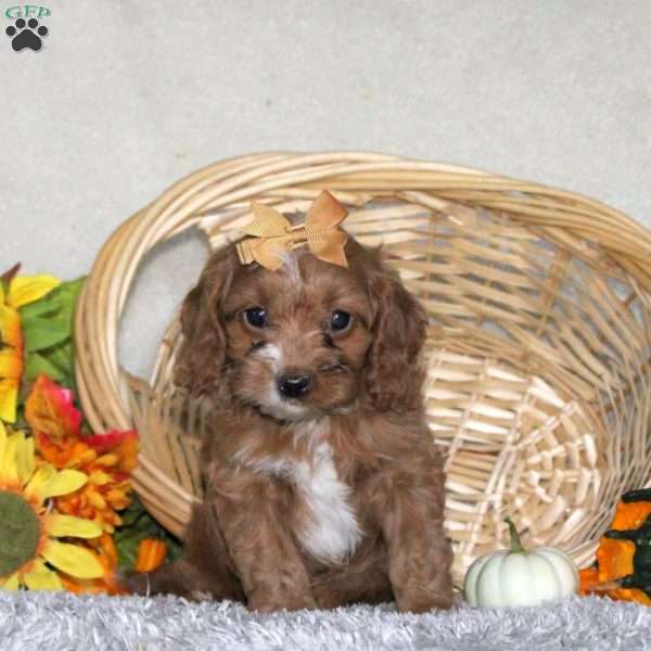Amelia, Cavapoo Puppy