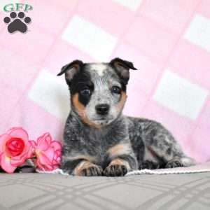 Amelia, Blue Heeler – Australian Cattle Dog Puppy