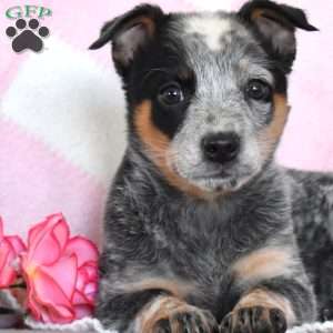 Amelia, Blue Heeler – Australian Cattle Dog Puppy