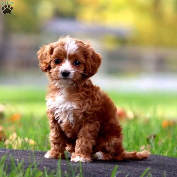 Amigo, Cavapoo Puppy