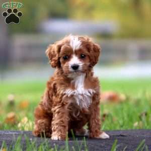 Amigo, Cavapoo Puppy