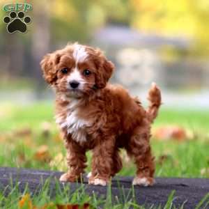 Amigo, Cavapoo Puppy