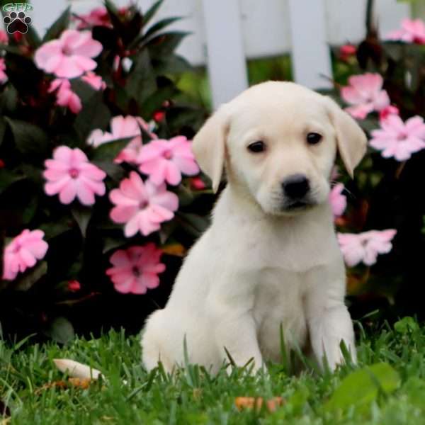 Amos, Yellow Labrador Retriever Puppy