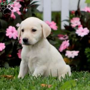 Amos, Yellow Labrador Retriever Puppy