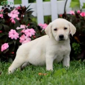 Amos, Yellow Labrador Retriever Puppy