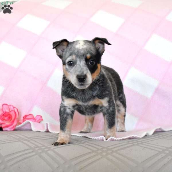 Amy, Blue Heeler – Australian Cattle Dog Puppy