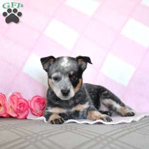 Amy, Blue Heeler – Australian Cattle Dog Puppy