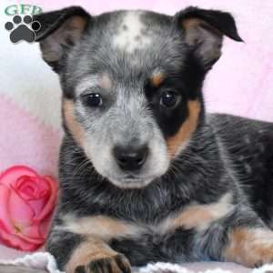 Amy, Blue Heeler – Australian Cattle Dog Puppy