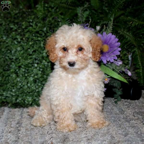 Amy, Bich-Poo Puppy