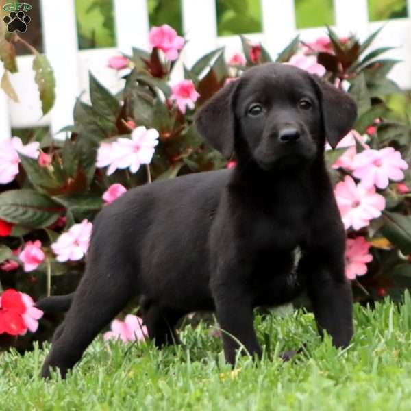 Amy, Black Labrador Retriever Puppy
