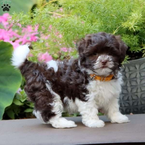 Amy, Havanese Puppy