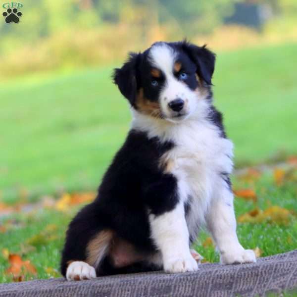 Amy, Australian Shepherd Puppy