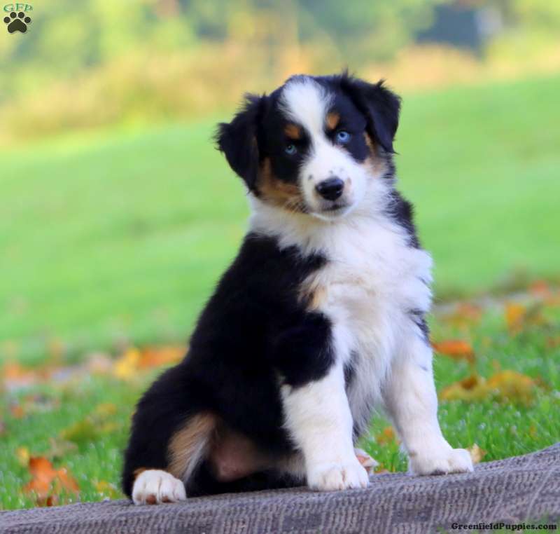 Amy (Australian Shepherd, Female) in Morgantown, PA