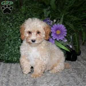 Amy, Bich-Poo Puppy