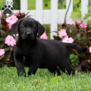 Amy, Black Labrador Retriever Puppy
