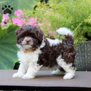 Amy, Havanese Puppy